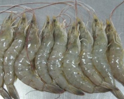 黑龙江虾